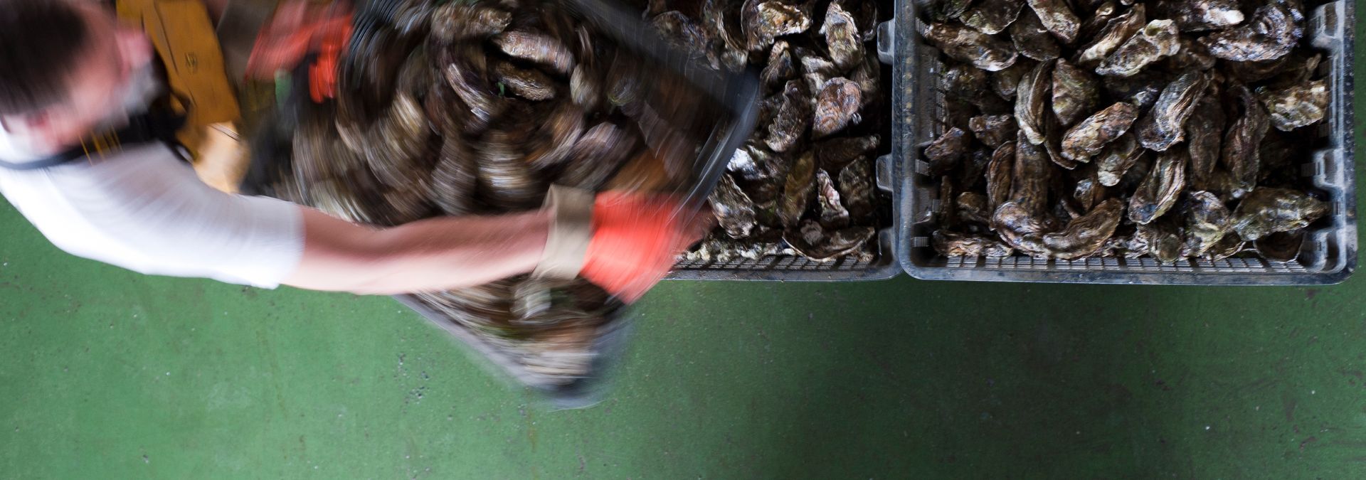 Semaines du Tourisme Économique et des Savoir-Faire - Ostréiculteur manipulant des paniers remplis d’huîtres dans un atelier en Bretagne.